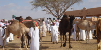 Camel Market