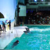 Dolphin Show3