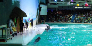 Dolphin Show3