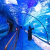 Aquarium (Dubai Mall)